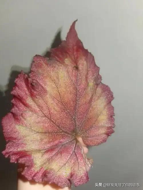 海棠血泪
 
      原中国的版图，曾是一片舒展丰润的秋海棠叶。疆域辽阔，疆