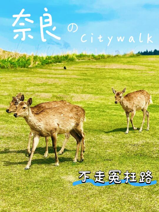 大阪➡️奈良🦌不走冤枉路的实用宝典！