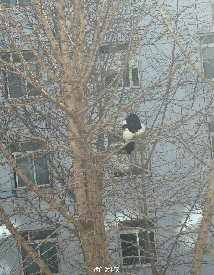 点赞这只喜鹊，本月你会有好运！ 