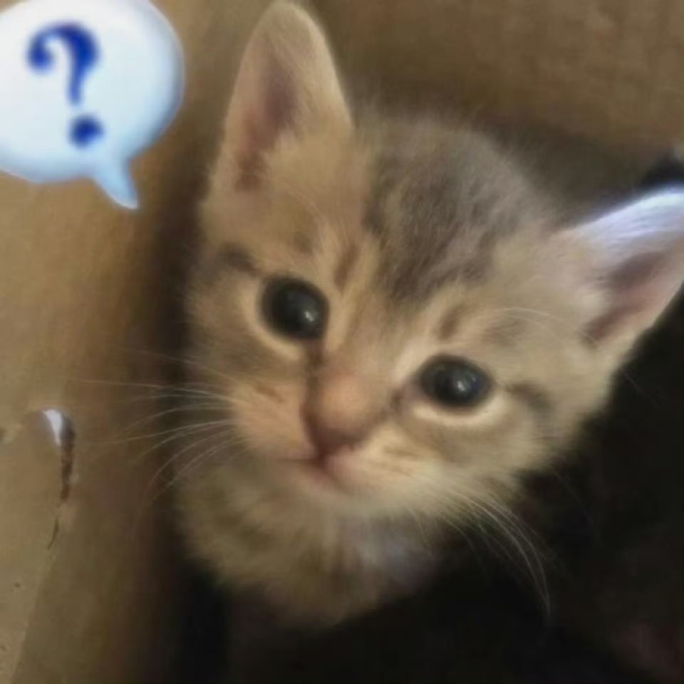 猫猫头像｜小狗头像｜猫猫狗狗｜WeChat头像｜ins风｜无水印 