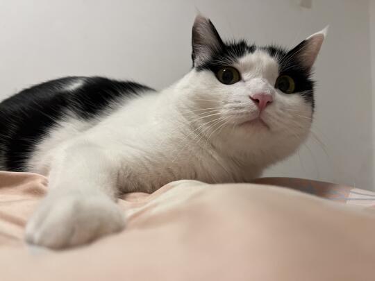 社会没有参天树，我叫咪咪你记住