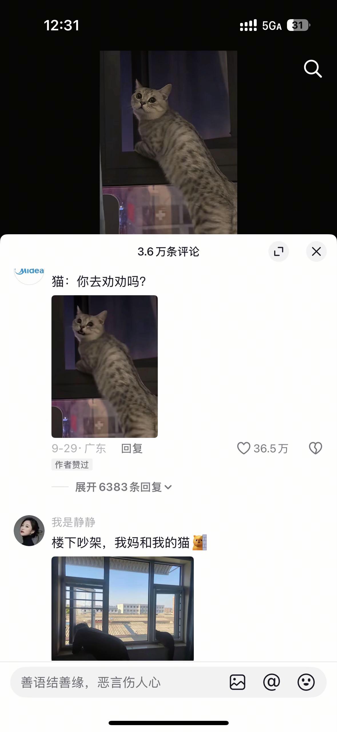 八卦猫