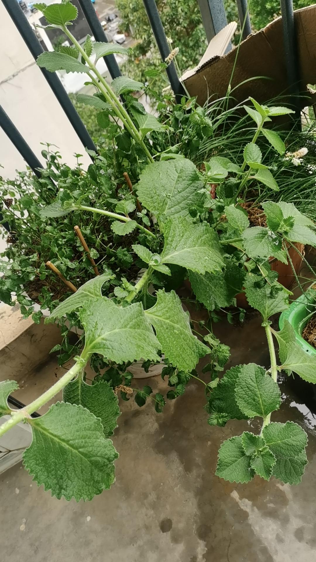 清晨在小广场散步，又遇见不知名但很熟悉的老友。于是我拱手向他致意，他也拱手作揖回