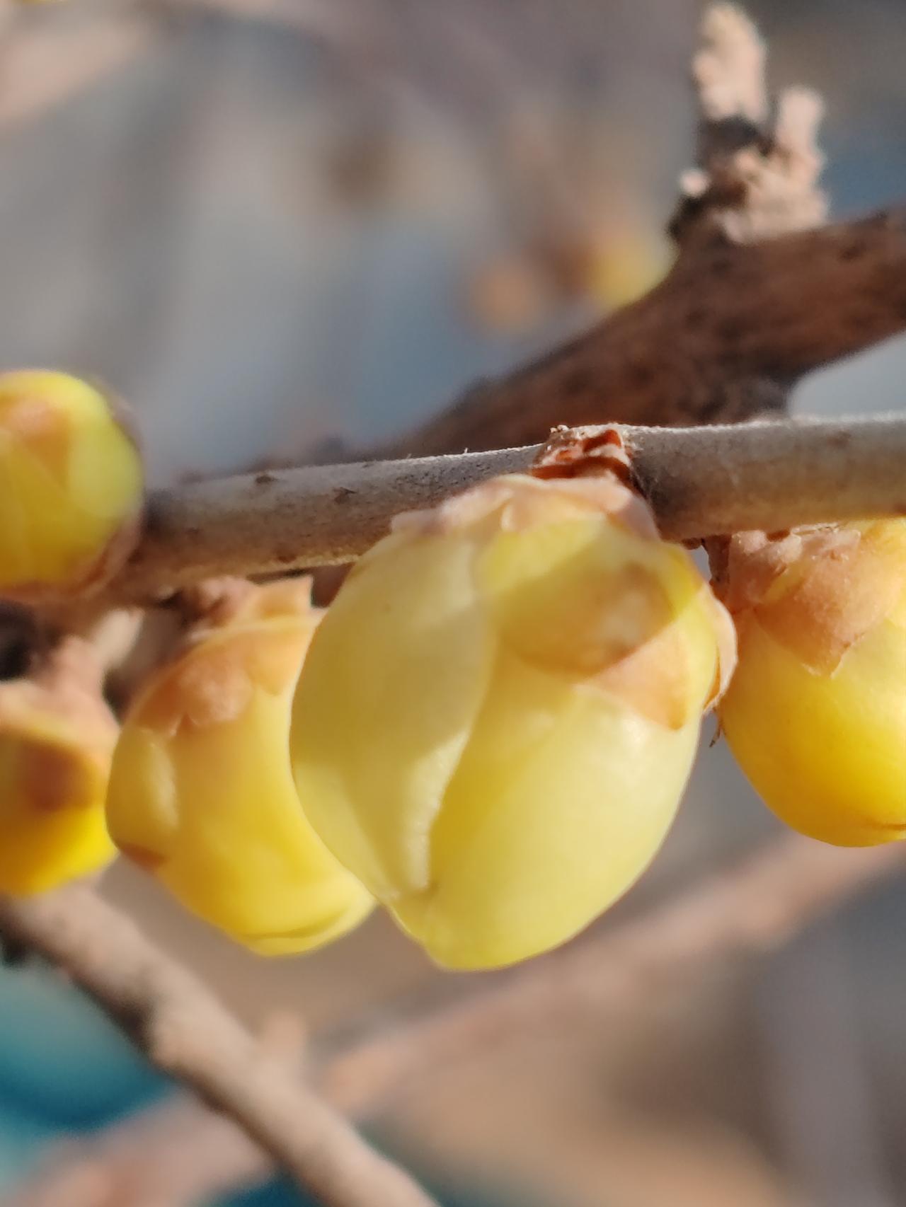 晒图笔记大赛正月赏梅梅更艳。