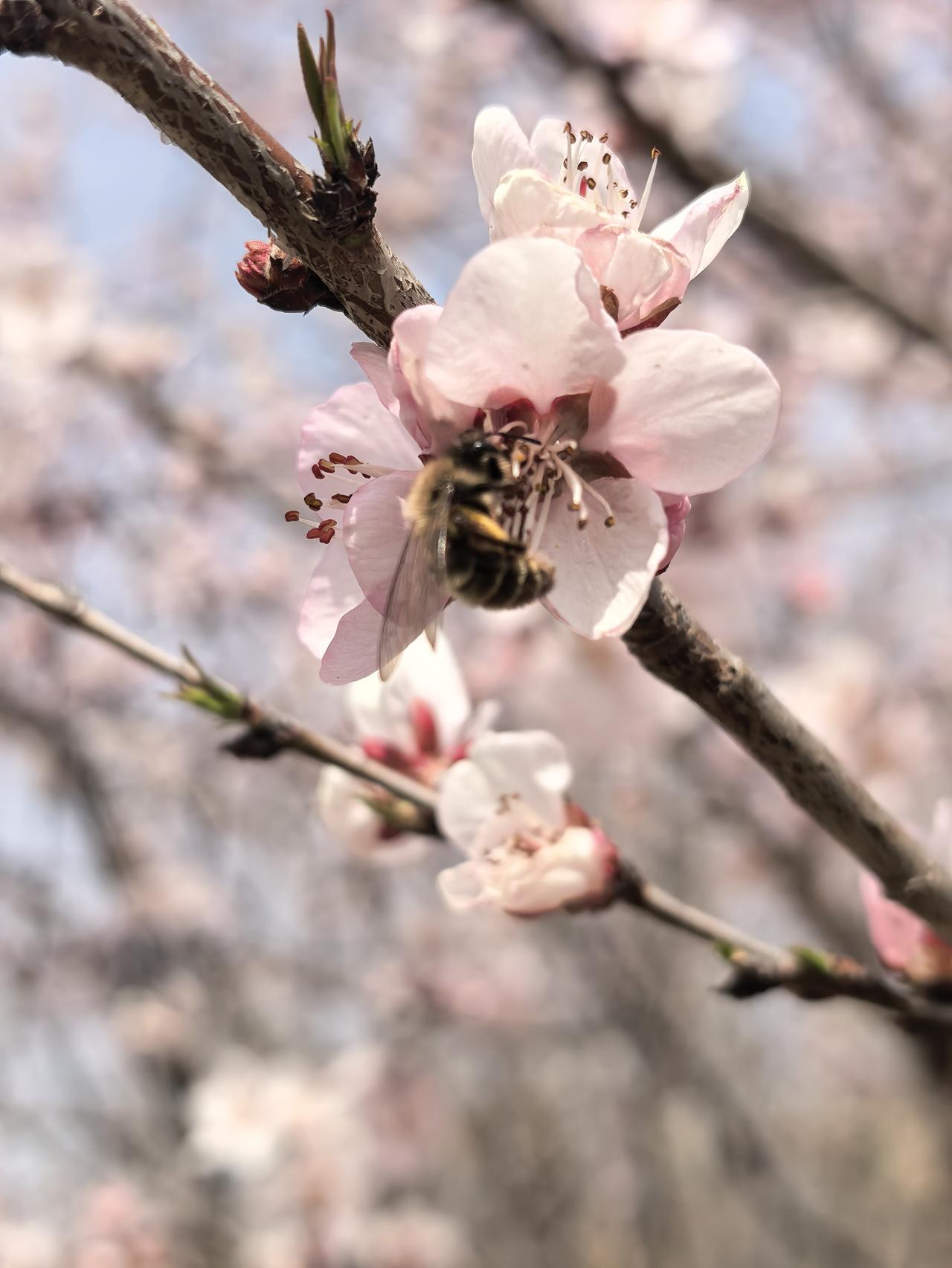 分享相册拍摄的花🌸不论平地与山尖，无限风光尽被占。采得百花成蜜后，为谁辛苦为谁