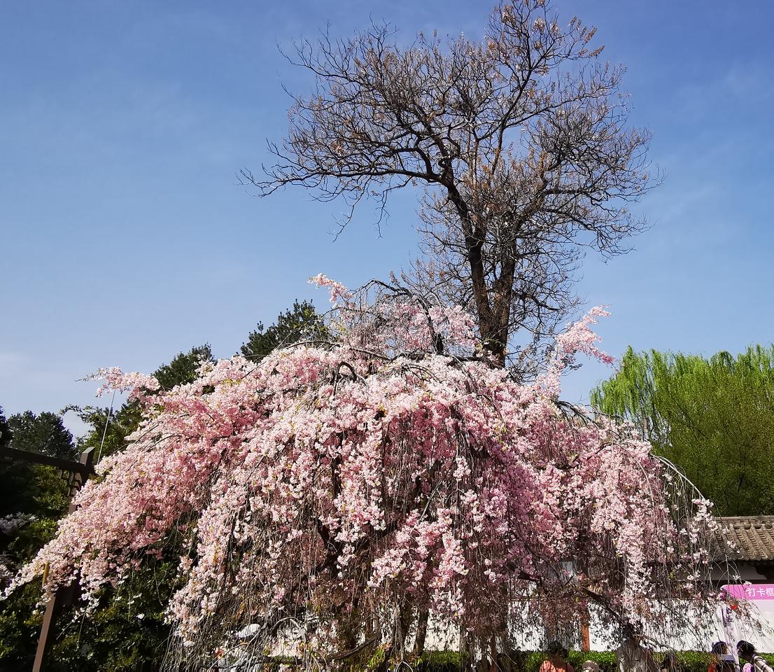 最高管理层已经部署核查，优思益翻车是板上钉钉的事情了。
优思益就是一根藤，质检、