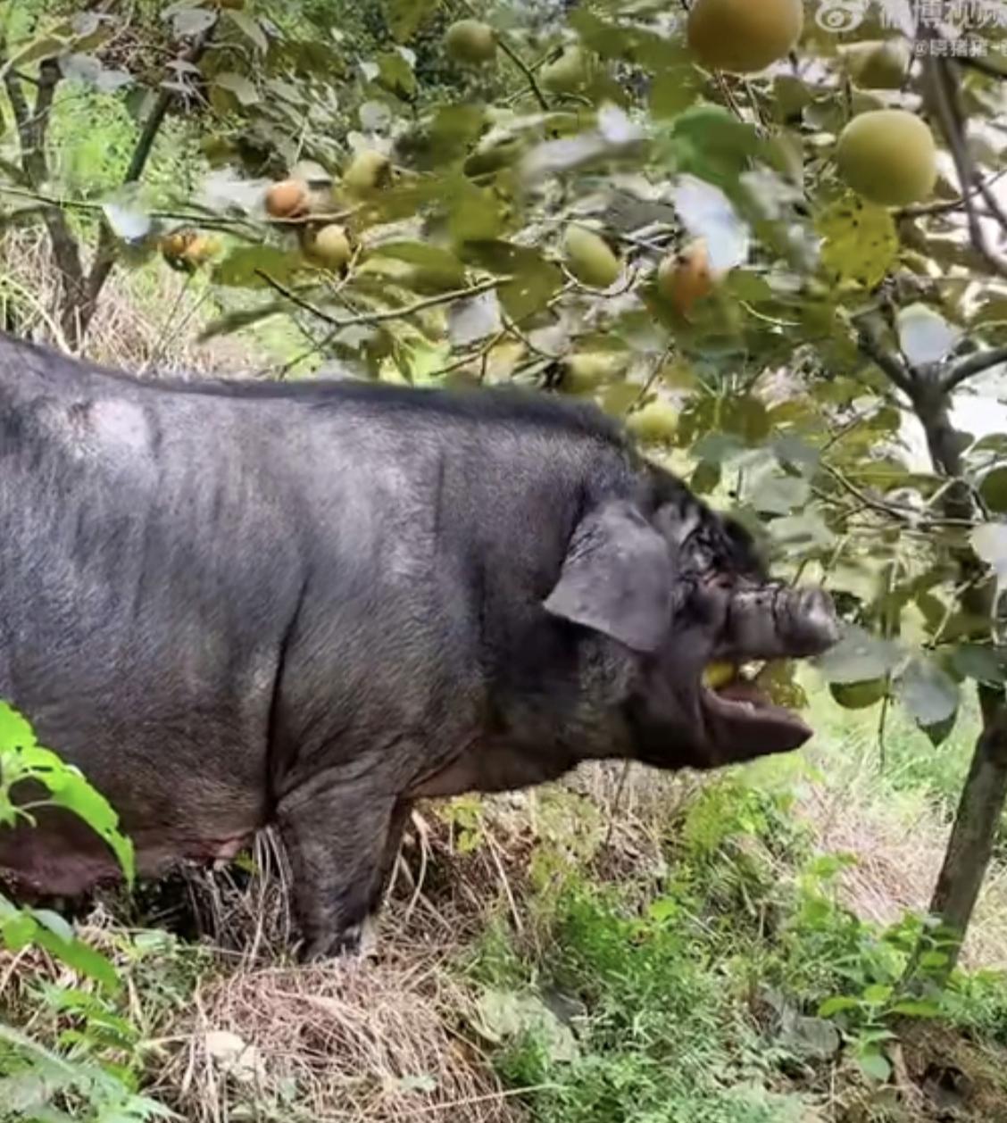 野猪摘果子吃下崽子