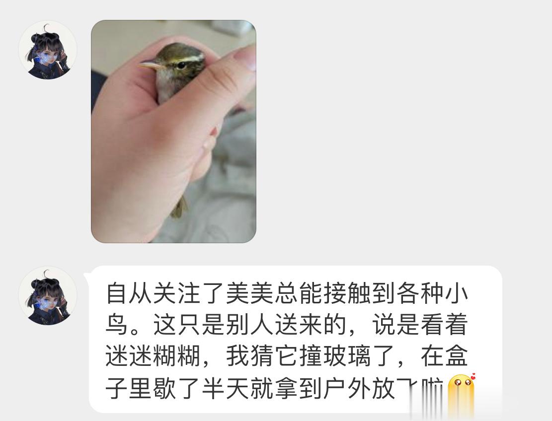 #鸟粉投稿# 把握良鸡环节一只晕乎乎的柳莺在纸盒休息会后成功飞走啦 ​​​