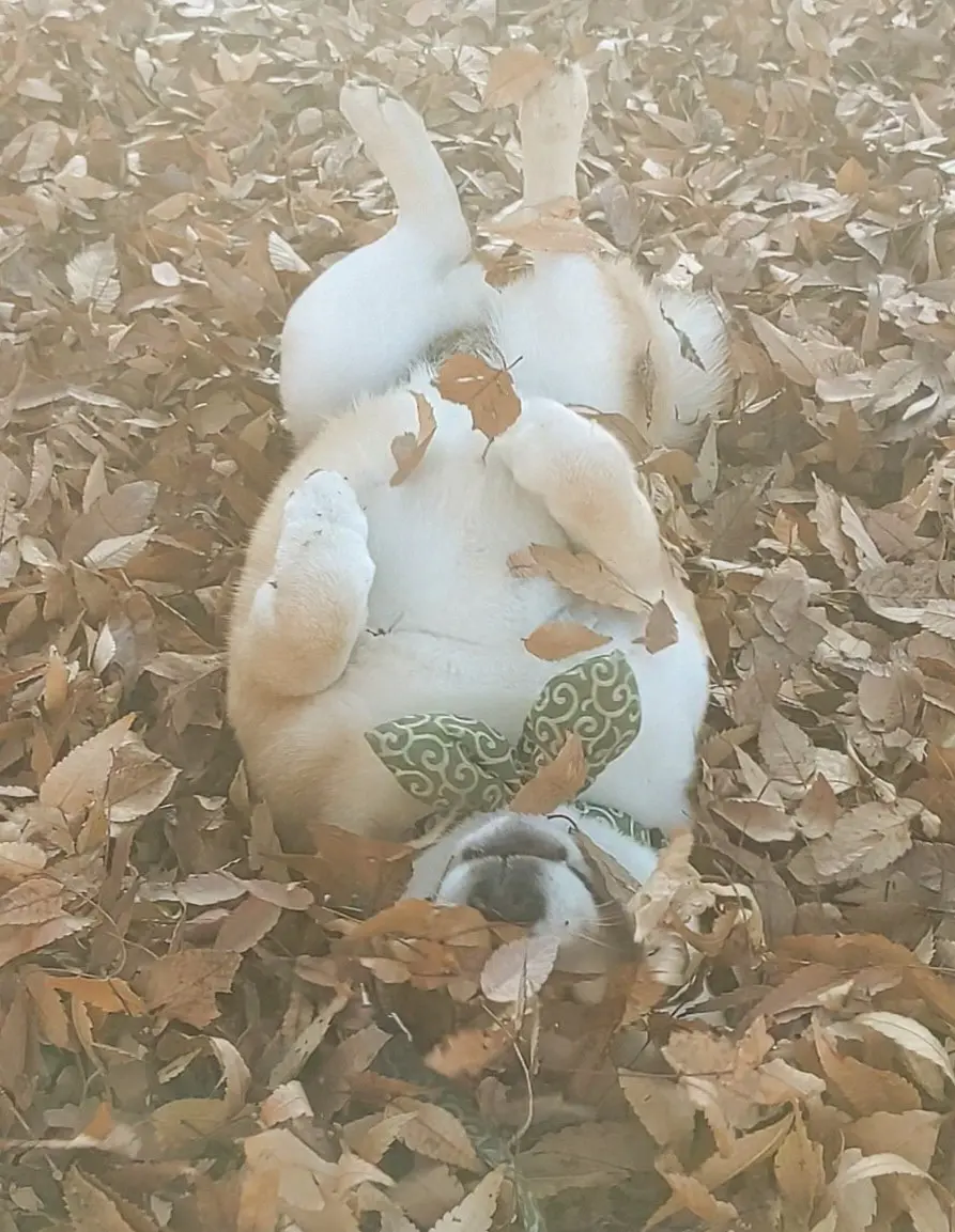 谁家小狗掉了