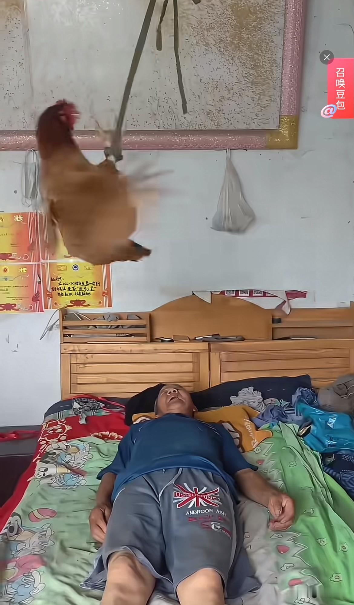 这大爷太会享受了，全自动吹风鸡，不费钱不费电，每天只需一把米！