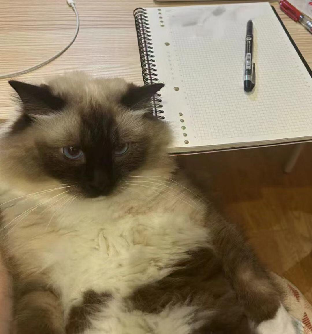 最近事务繁忙  现在还在和猫师傅一起忙碌中 各位朋友我们明日再见
