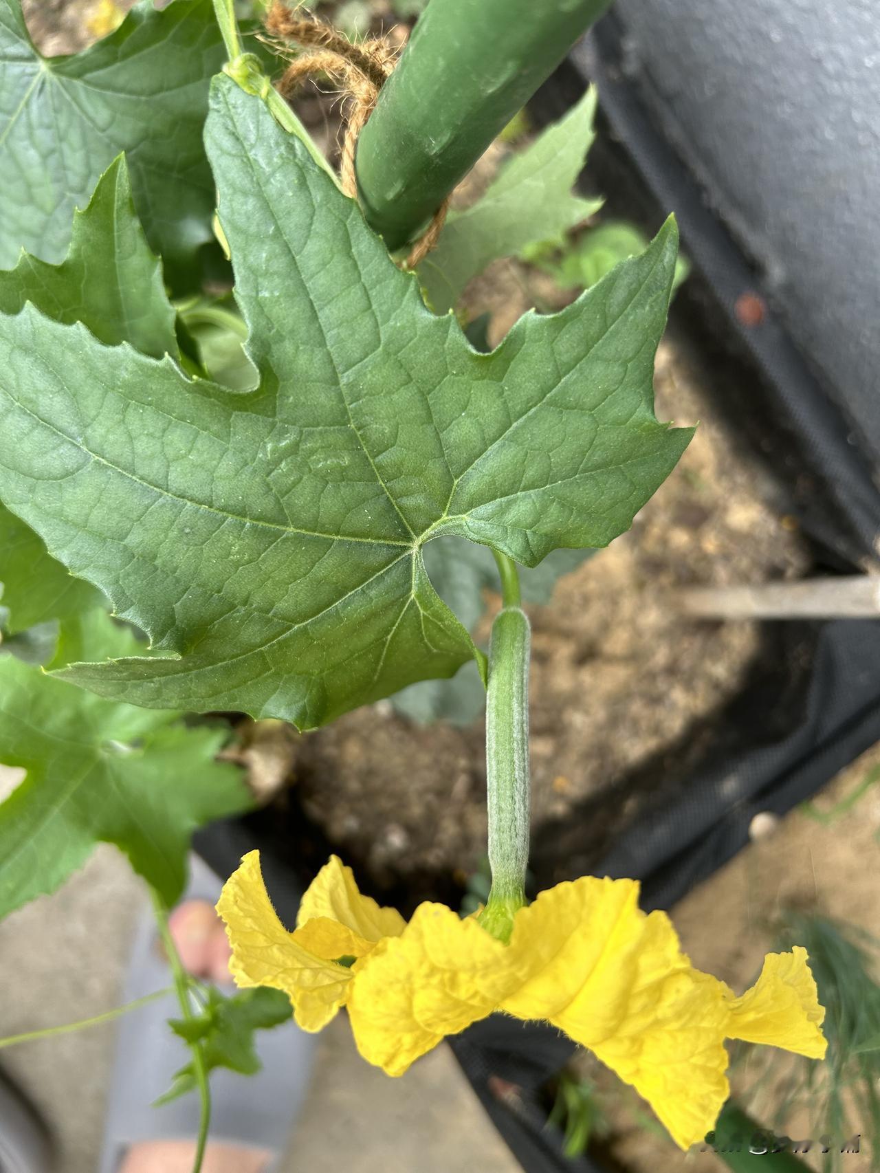 今天早上，我又习惯性地打开了那个绿色图标。

刷新下拉点赞评论。

一套动作行云