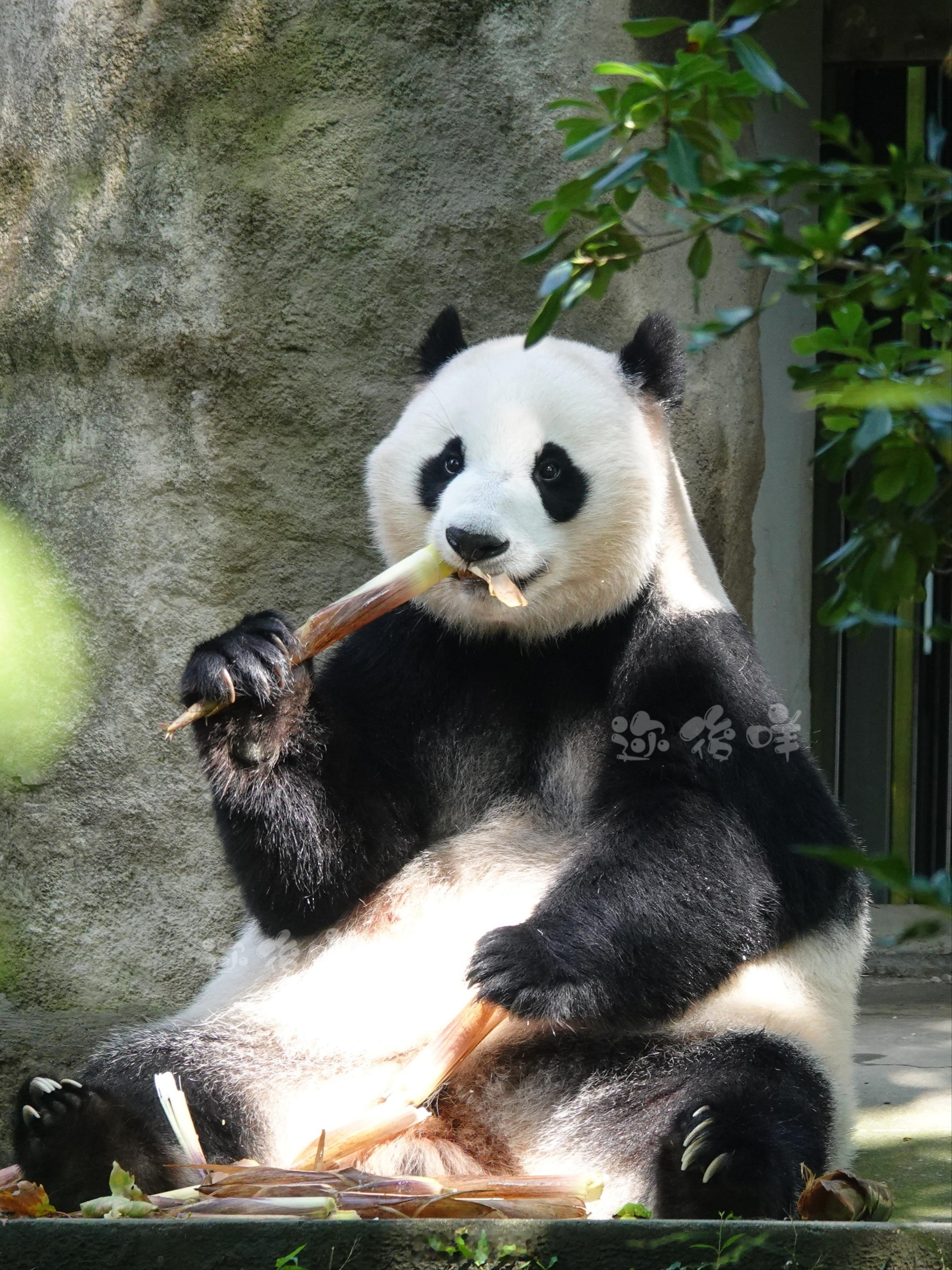 蔓越碳[超话] 美出新高度  ​​​