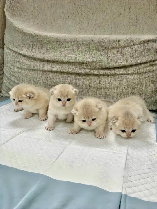 🇭🇰HK買貓💛一窩藍金BB～搵家長