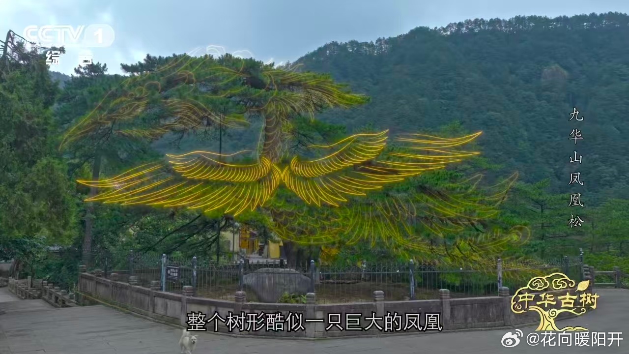 风一吹千年古松秒变展翅凤凰 活了1400年还能有这么绝的造型，这棵凤凰松真的值得