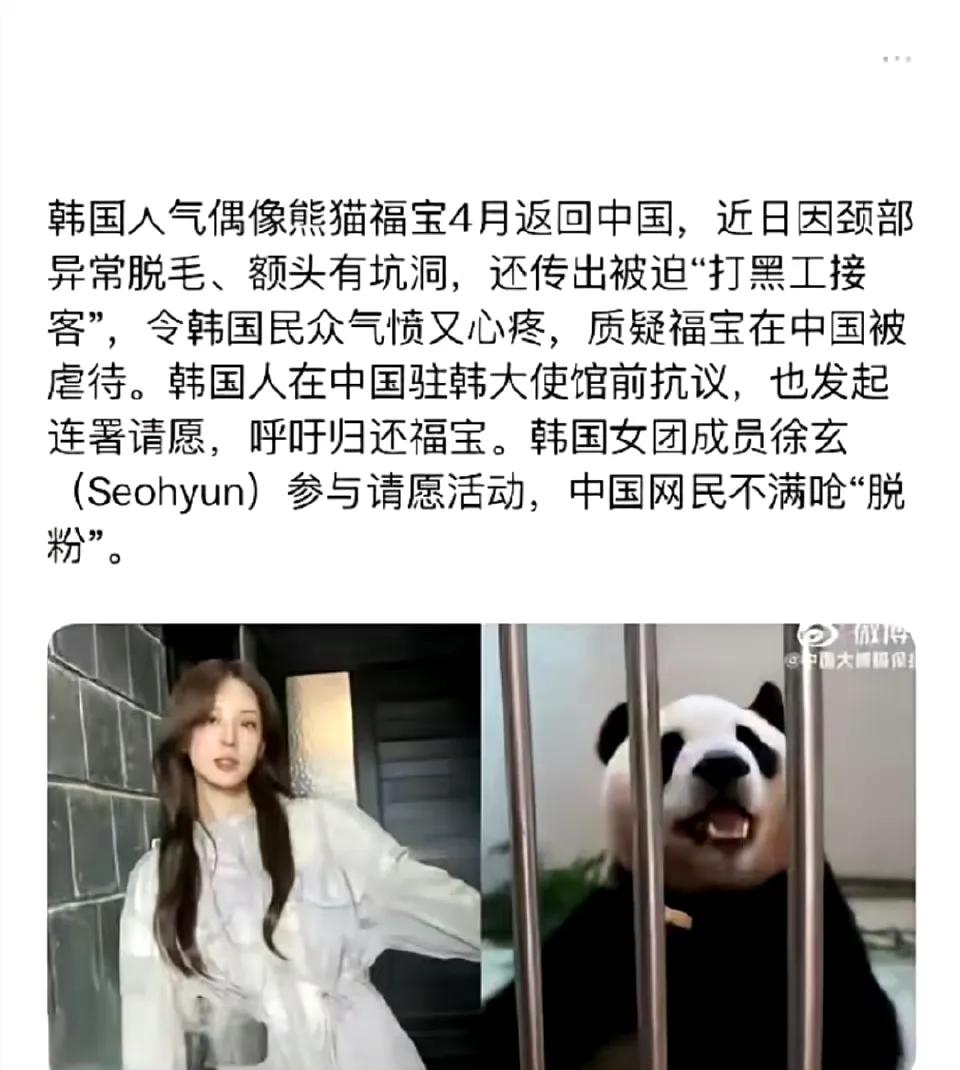 韩国民众已经连续三天，集体在中国驻韩国大使馆门前请愿，要求中国归还韩国大熊猫“福