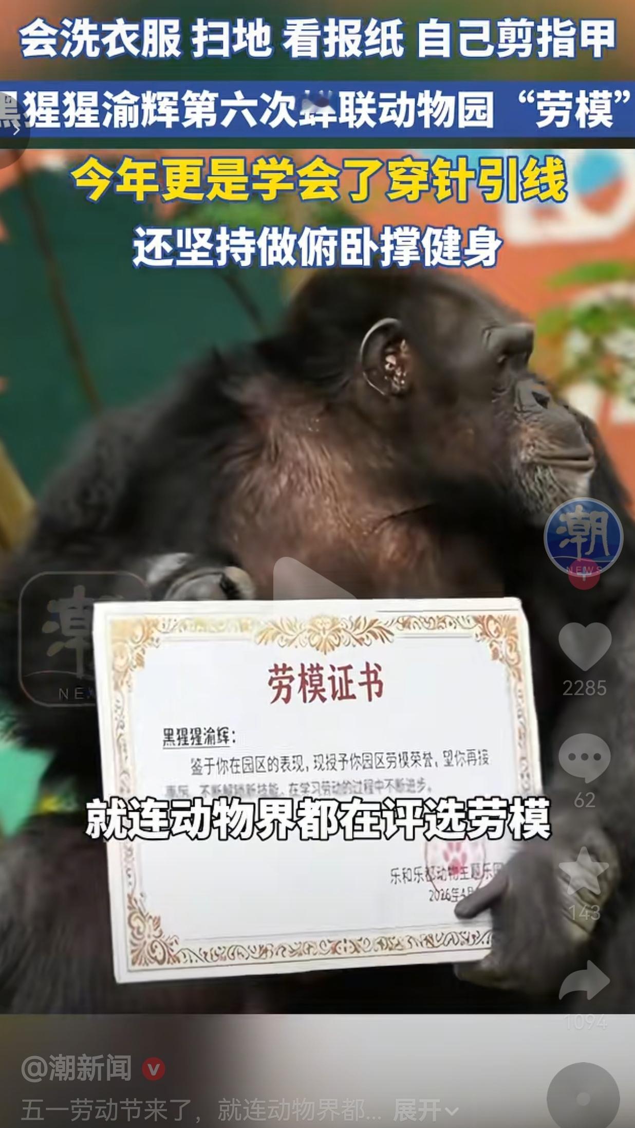 黑猩猩渝辉6次蝉联“劳模”！会洗衣做饭穿针引线，自律到让人类都自愧不如
 
重庆