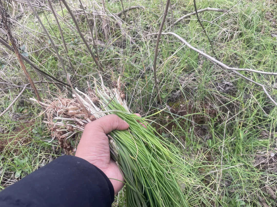 南昌免费打野｜漫山遍野的野葱拔不赢。