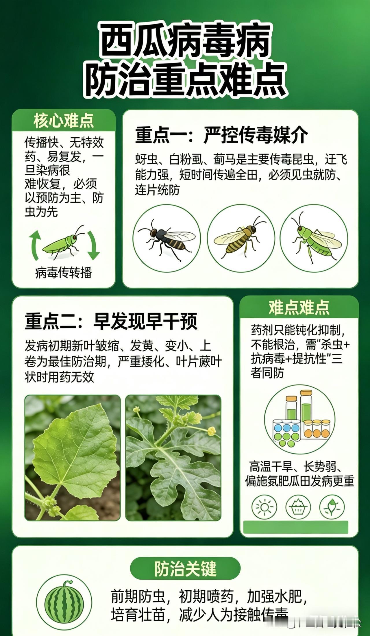 西瓜病毒病防治一定要防治蚜虫蓟马和飞虱。西瓜病毒病防治 瓜类病毒 西瓜花叶病毒病