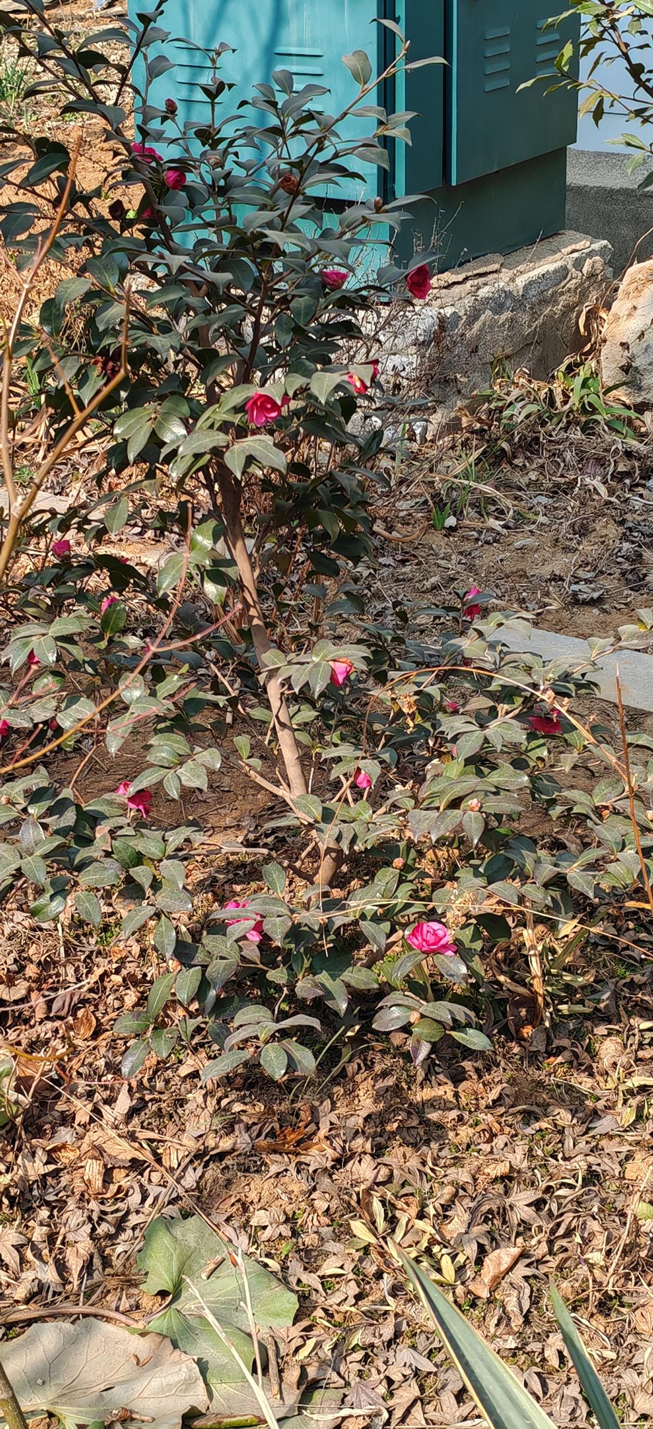 烟台春天刚到，某小区有花儿开，这是什么花呢？