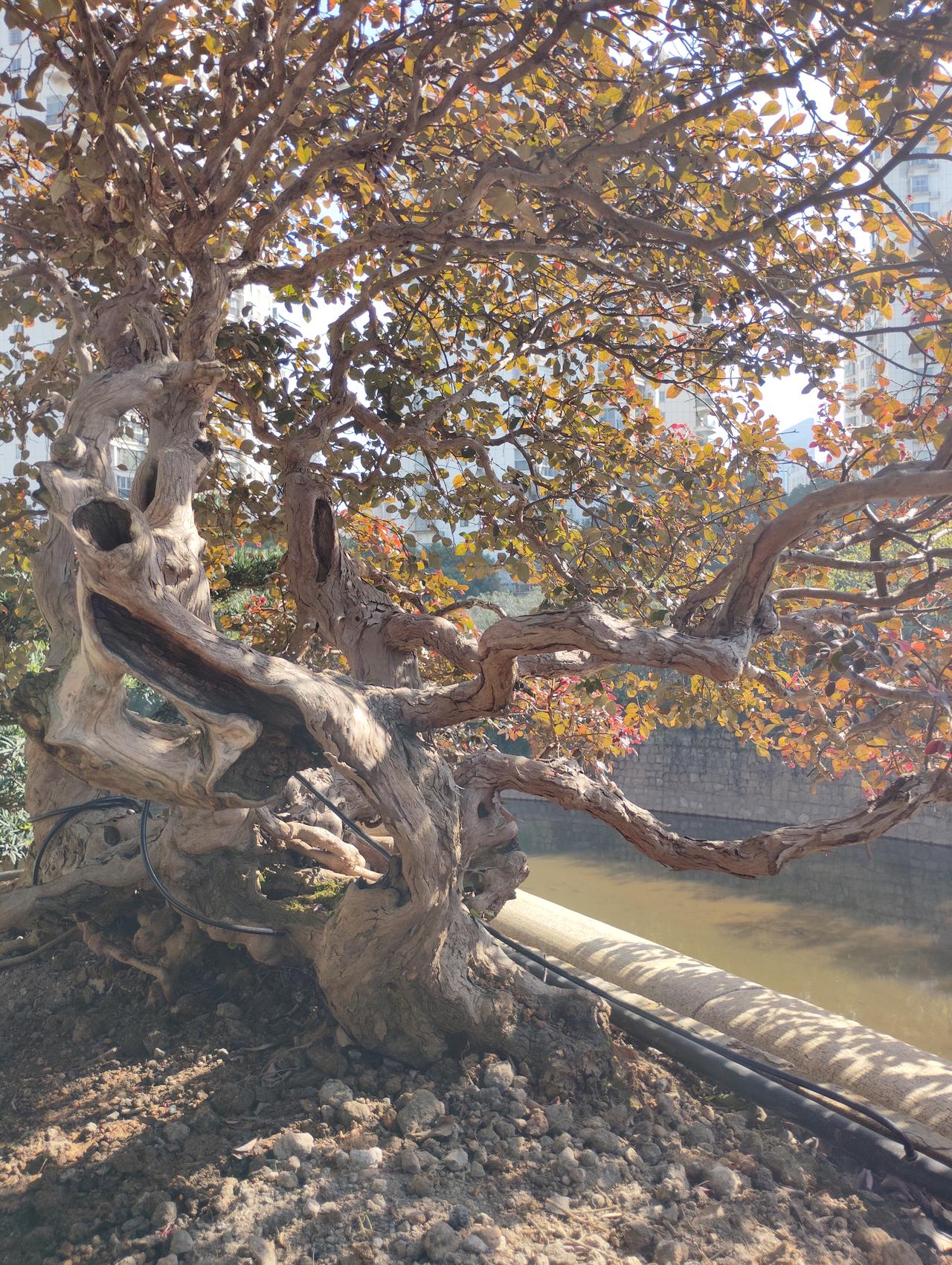 冬日生活打卡季冬日的日子，藏着细碎的暖。阳光斜斜落在窗台，裹紧毛衣出门，踩碎满地