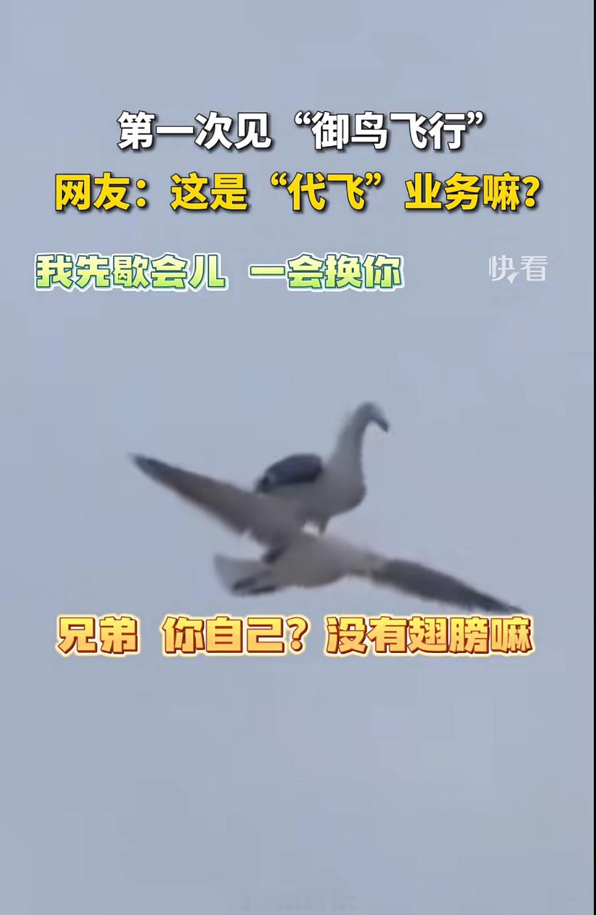 网约“鸟”业务[费解] ​​​