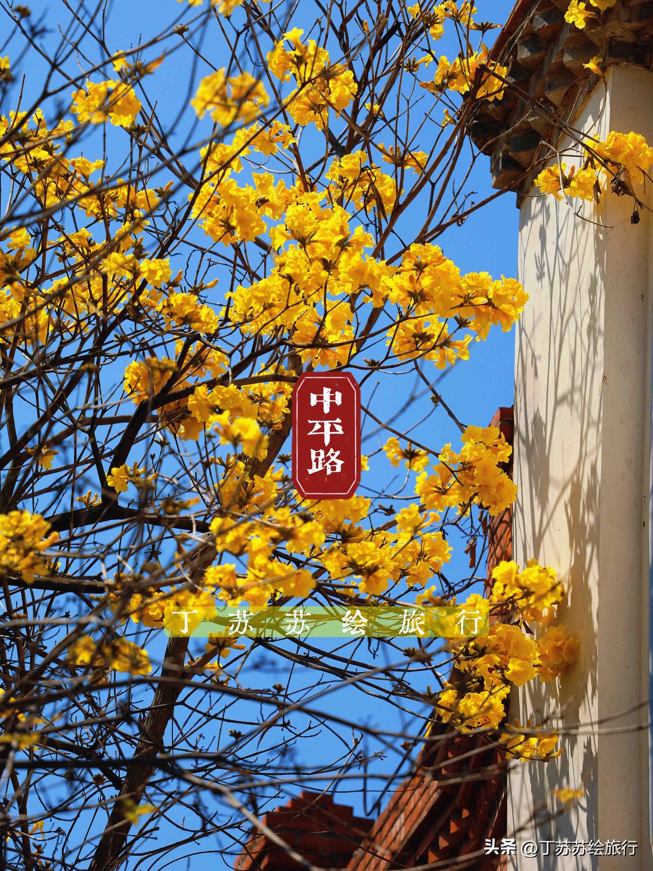 龙抬头福州二月二去中平路‼️黄花风铃木开了！回到1914台江苍霞‼️
谢绝转载！