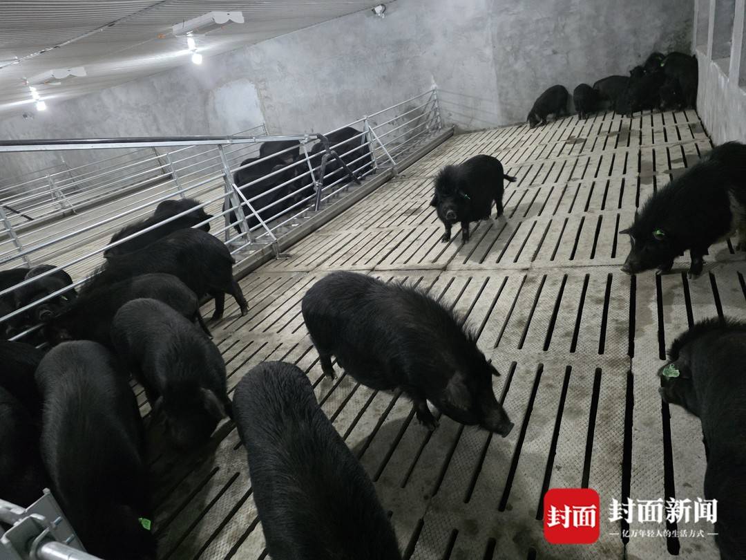 科技赋能高原“黑宝贝” 藏香猪闯出马尔康乡村振兴新赛道