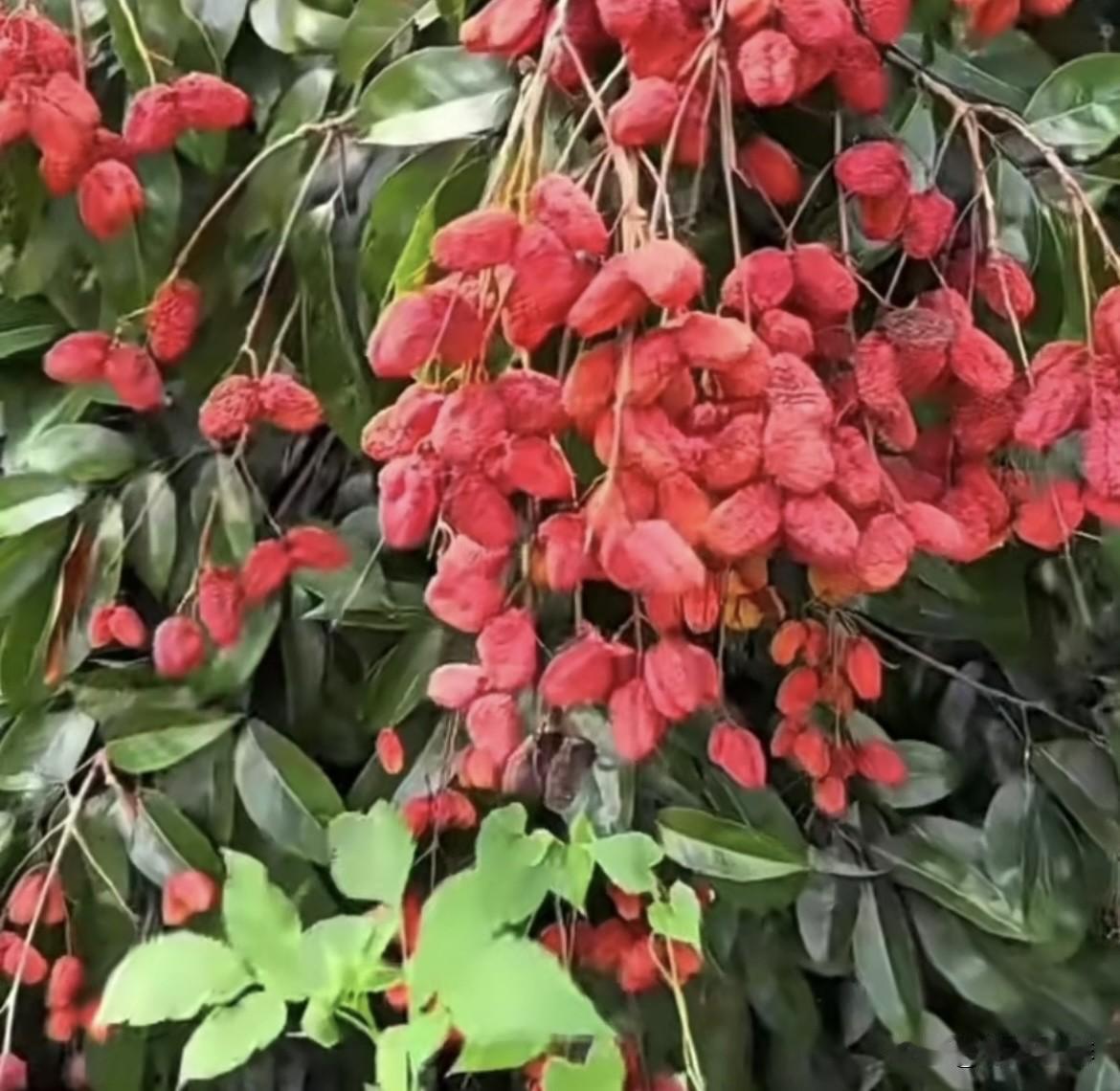 今年的荔枝怎么这样呢⁉️
怎么样变成枸杞品种荔枝了⁉️
到底是什么原因呢⁉️
荔