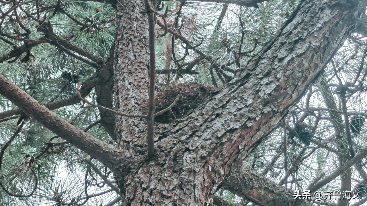 随手拍下松树上的鸟巢，但不知道是什么鸟的巢穴。