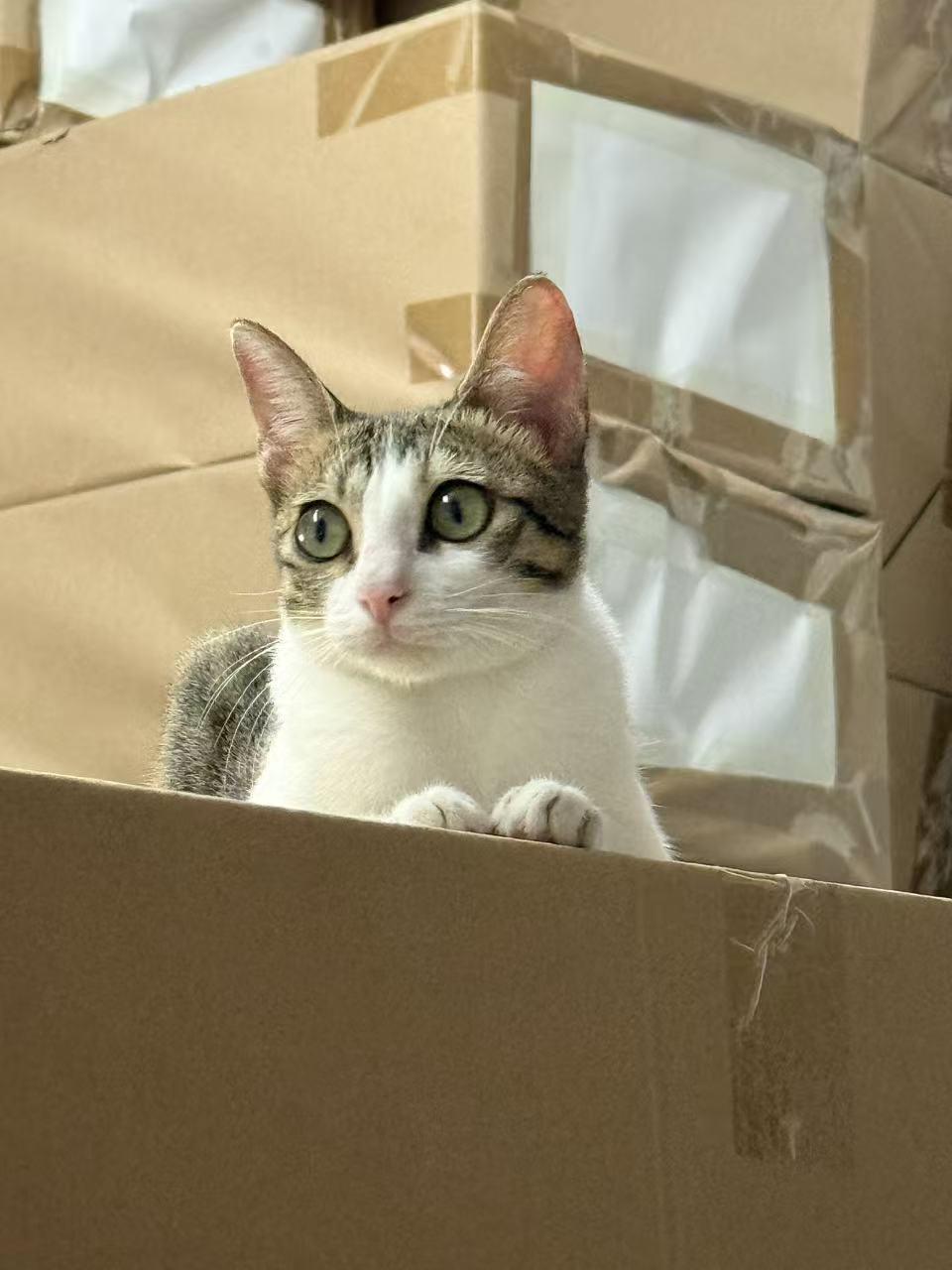 珠海，免费领养信息

宠物品种：中华田园猫-三花猫
性别：母
年龄：8个月
体重