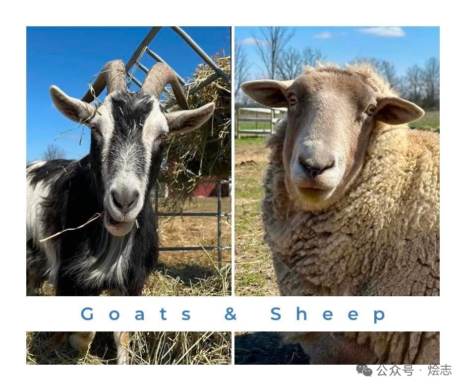 为什么中国山羊绵羊都叫羊，西方严格区分Goat和Sheep
 
很多人都会疑惑：