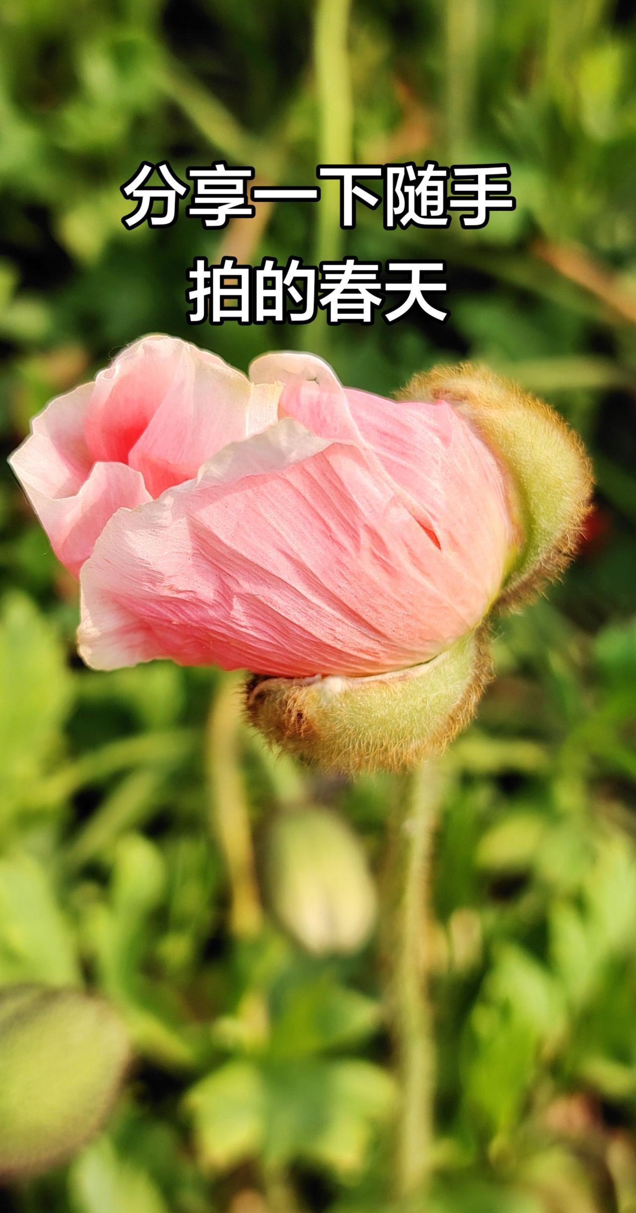 每天随手拍的花花草草拍花成画