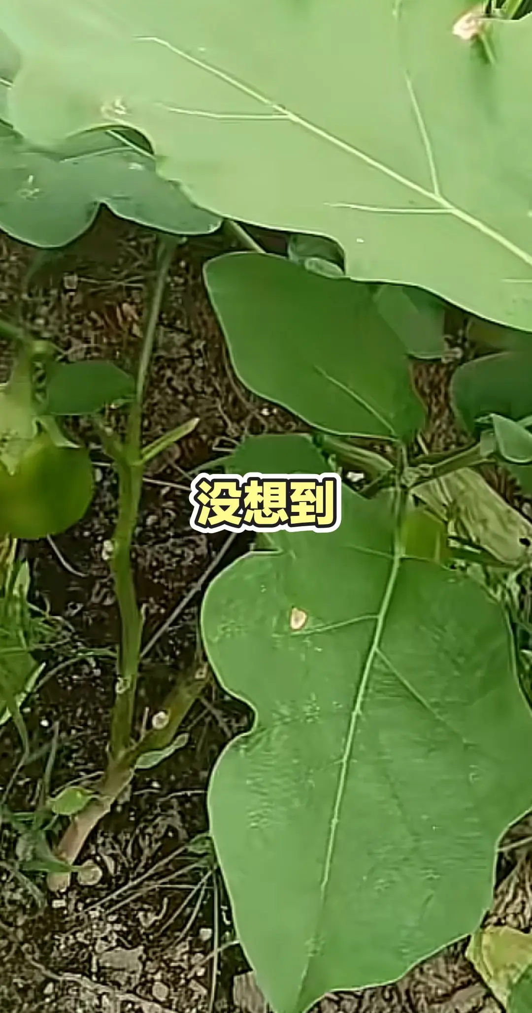 每日推文