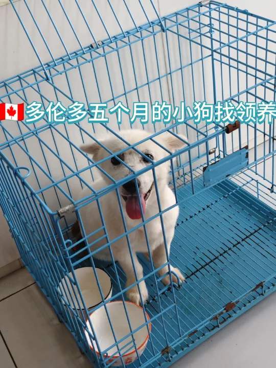 🇨🇦多伦多五个月的小体型田园犬狗找家