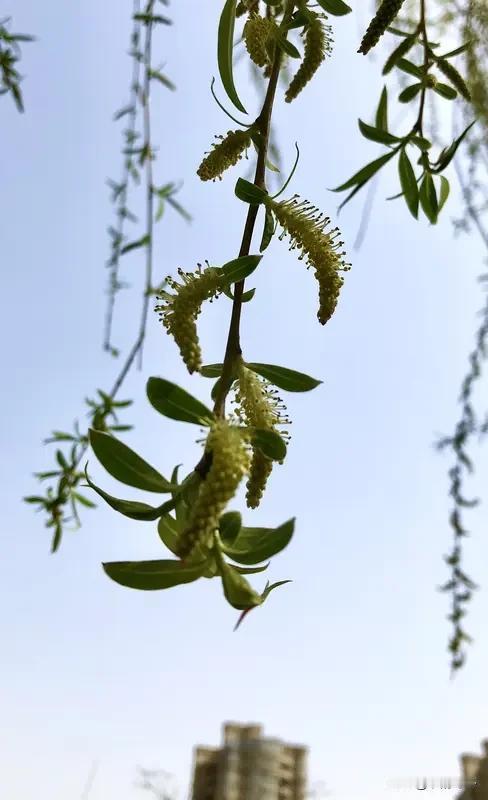 《柳的梦》
柳把长长的手臂，
伸进清清的湖水。
去捞那水中的月亮，
捞起一个破碎