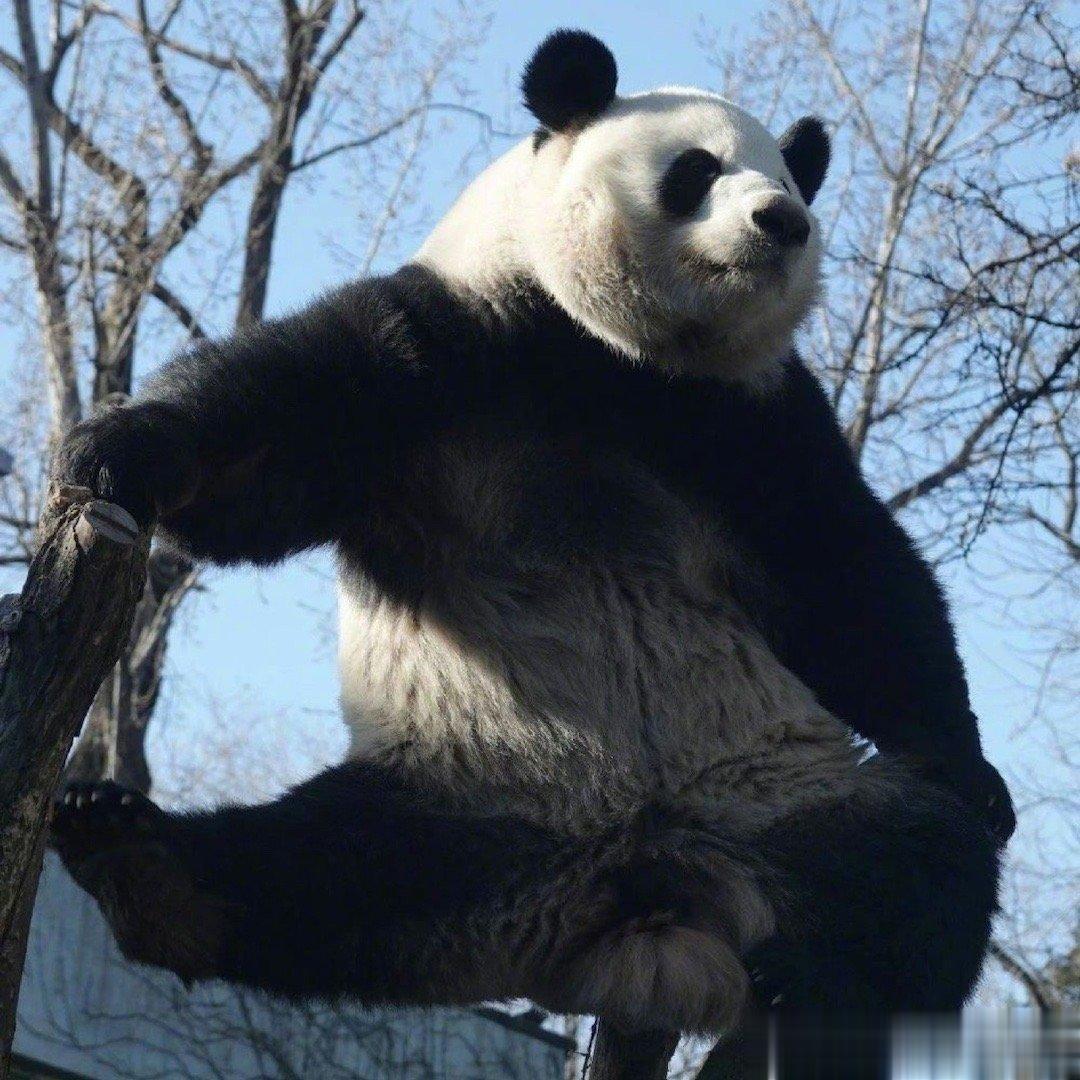 真·功夫熊猫：萌兰！太帅了 ​​​