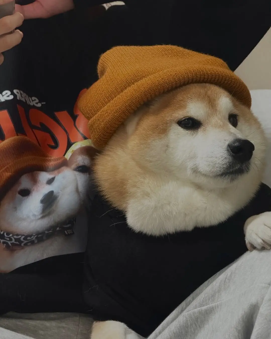 小胖狗