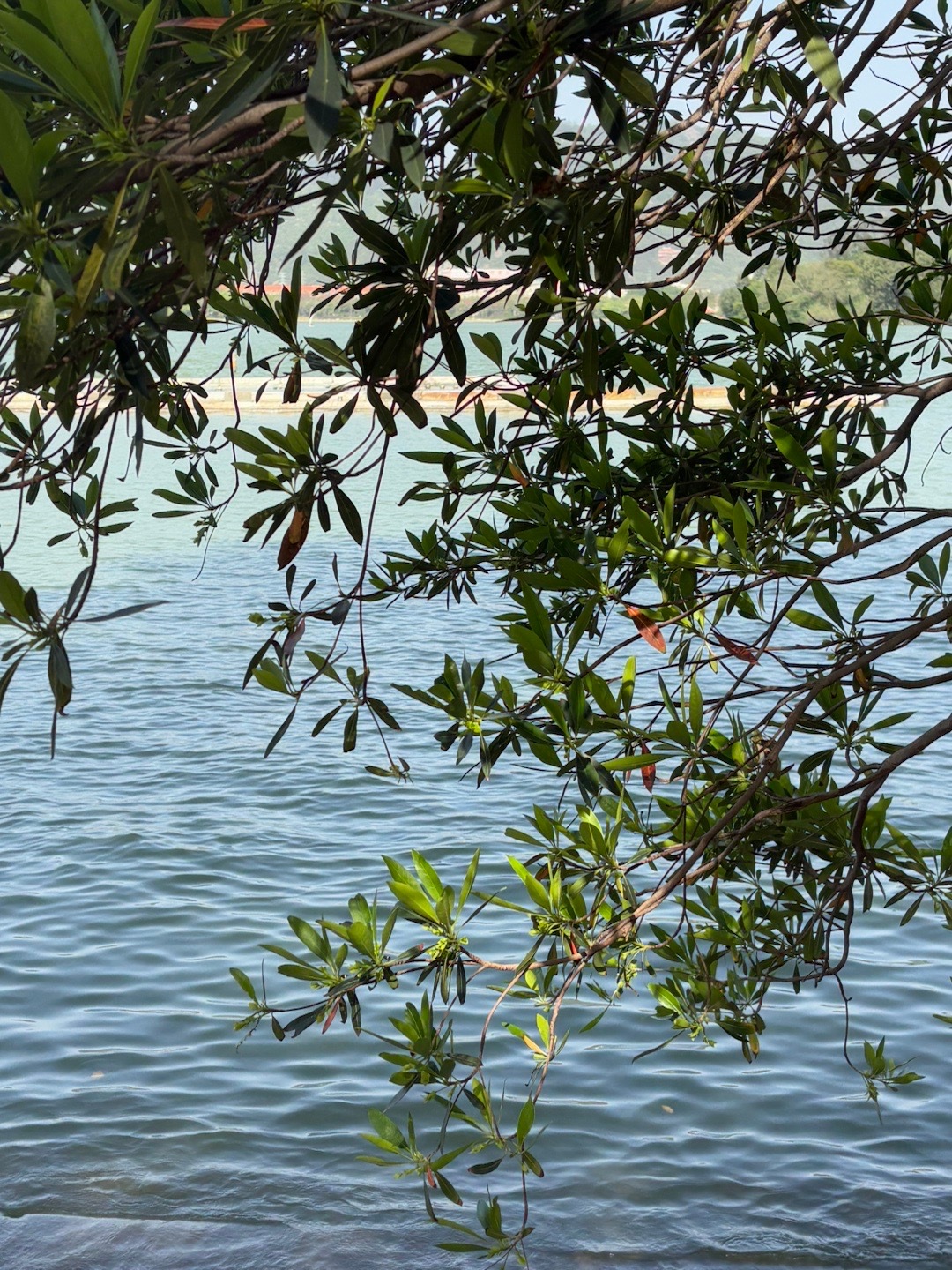 吸氧🌿🍃 