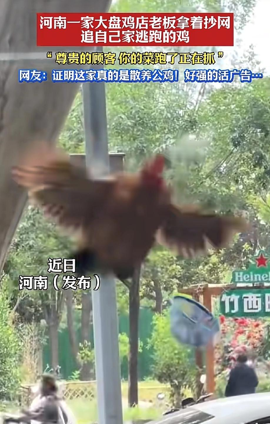 笑死了！去店里点了一份大盘鸡，结果鸡跑了，老板拎着抄网满街追。
近日，河南洛阳一