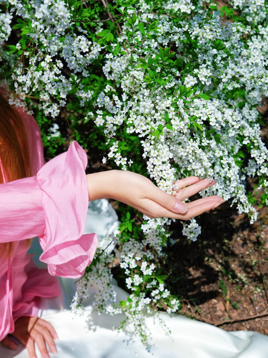看！是满树雪柳繁花🌸