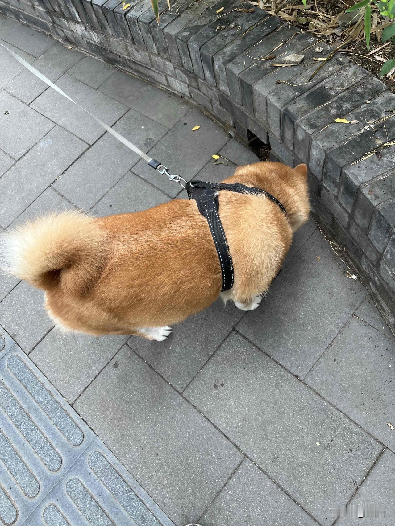 真心话茶局今天散步偶两个胖嘟的柴犬，狗主人在蹓他们，好可爱，让我浮想连篇，因为我