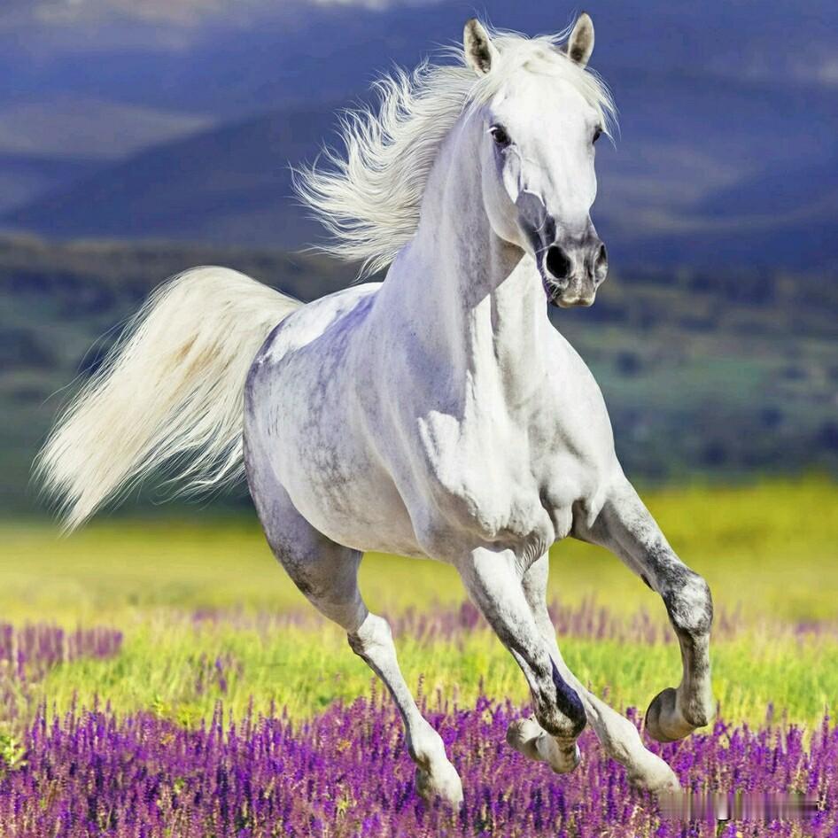 🐎生肖马的爱情组合
 
马+鼠：相冲，观念落差，互相让步
马+牛：相害，步调不