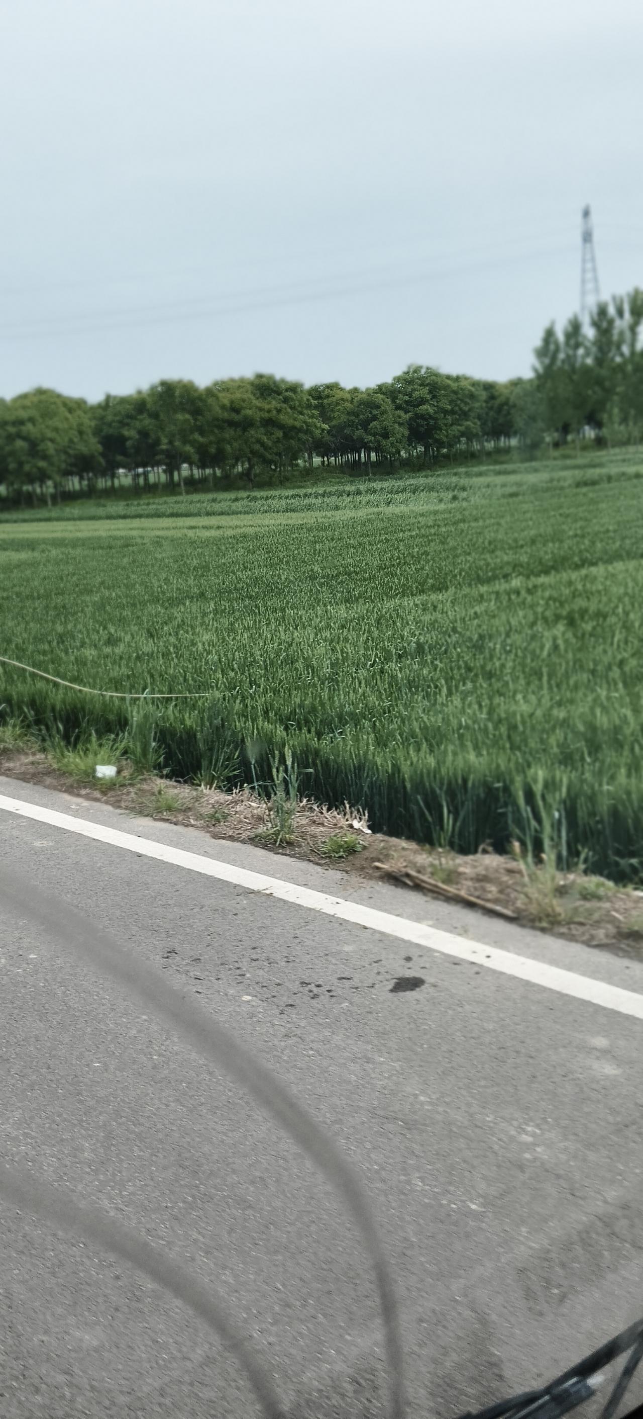 农民打药真的太辛苦了！我见过不少农民在炎炎烈日下背着沉重的打药机，在田间来回穿梭