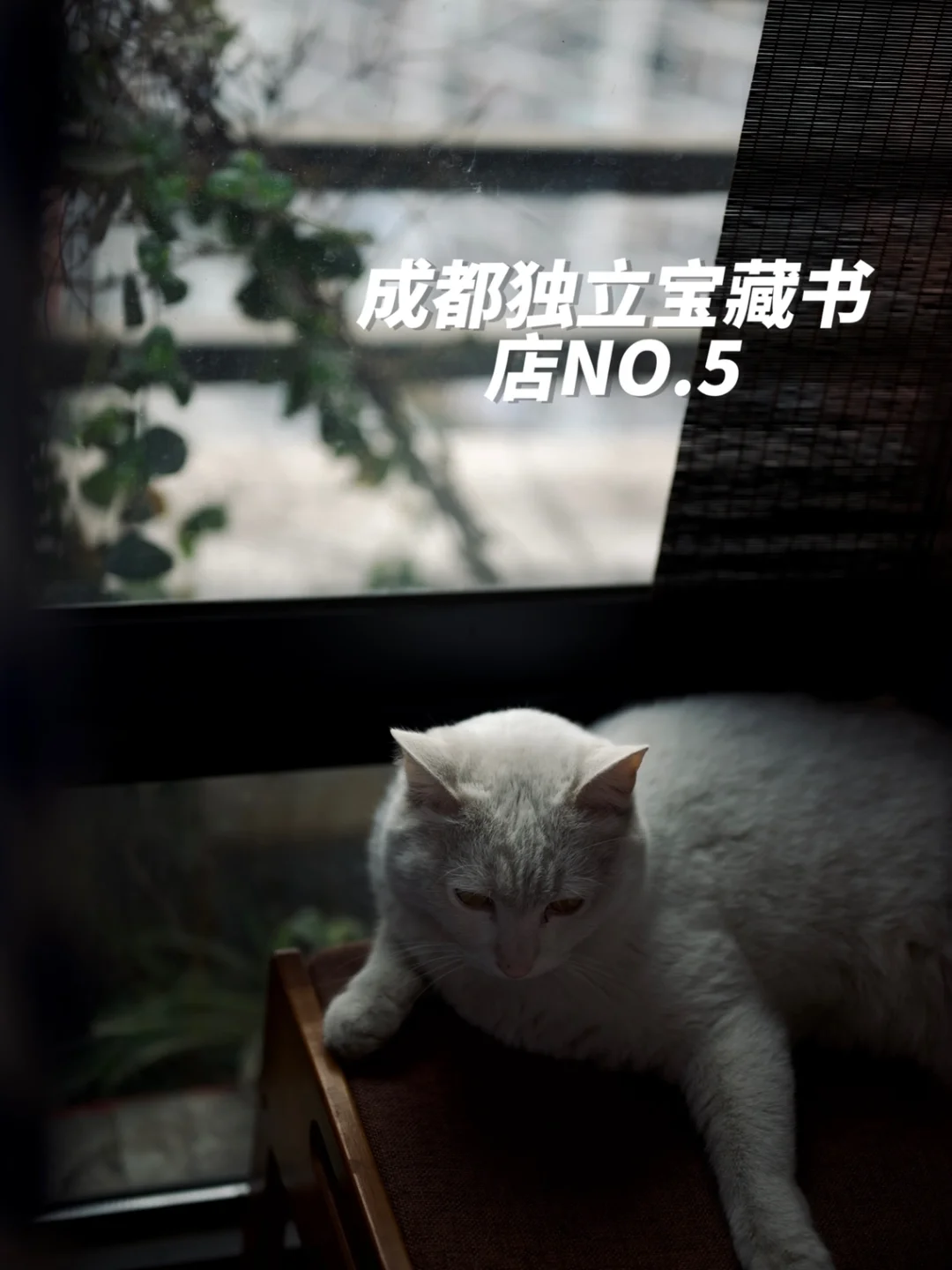 通宵营业📚大隐于市 成都佛系宝藏独立书店