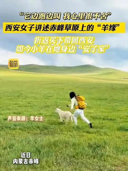 西安女孩带着内蒙古小羊坐了两天的车才回到家里。小羊对这个新家适应，很乖。而女孩家