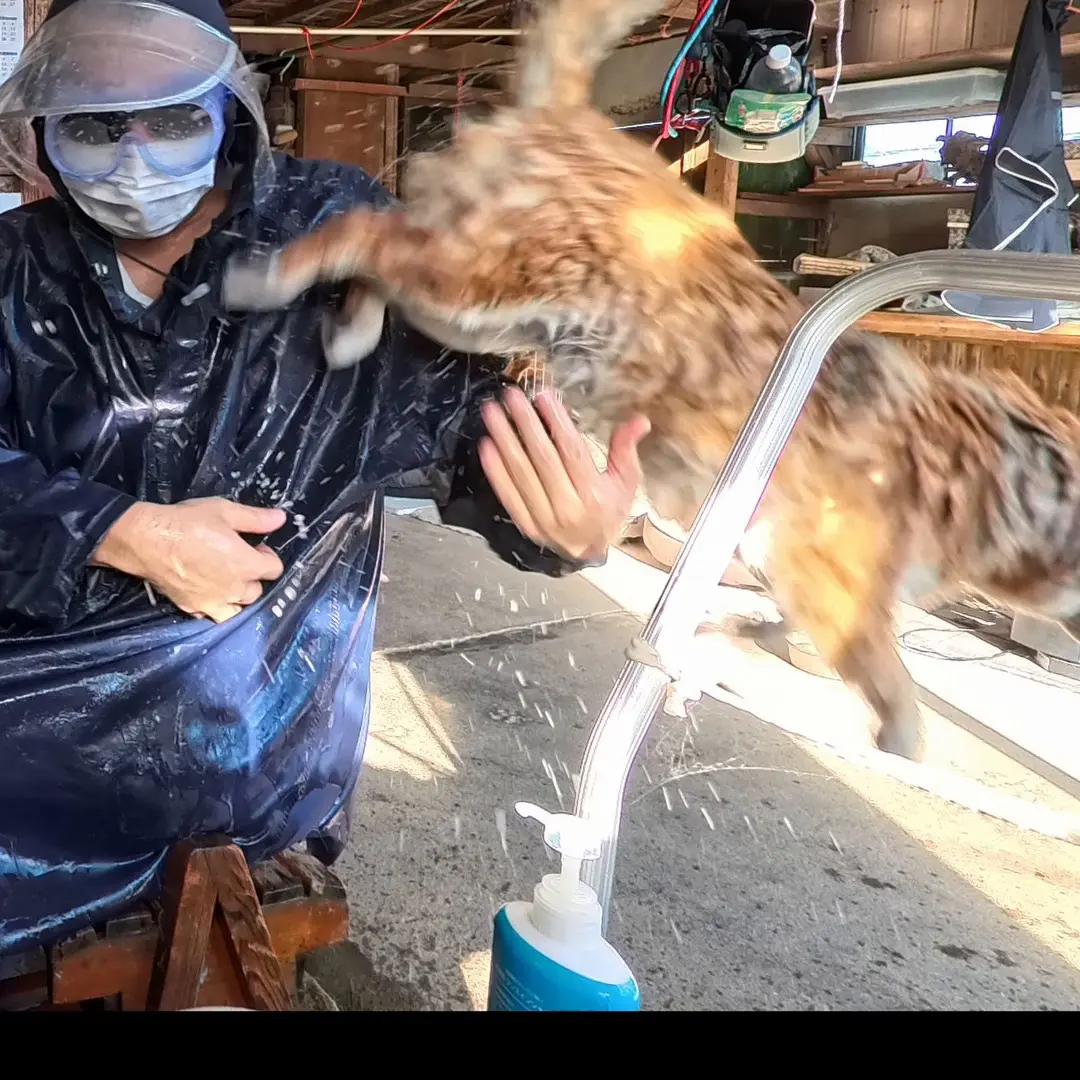 什么东西跑了？