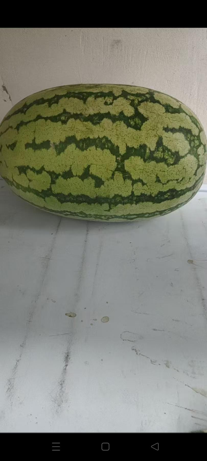 西瓜是夏季当季水果，新鲜又美味，解暑效果佳。所以我选西瓜。又能解渴也能带客，真的