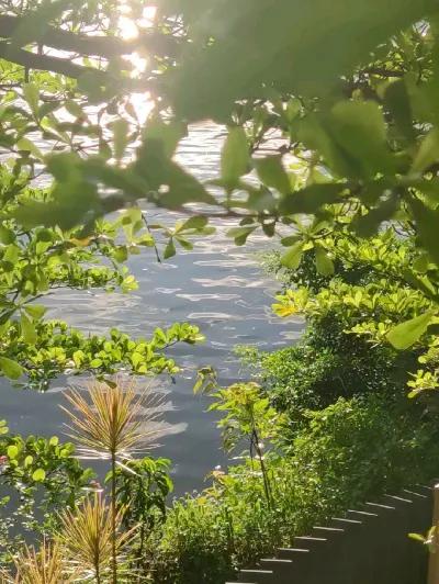 暑日
文/袁森林

暑热连天多自在，江河湖泊畅情游。
蝉音似哨鸣杨柳，日影浮云映