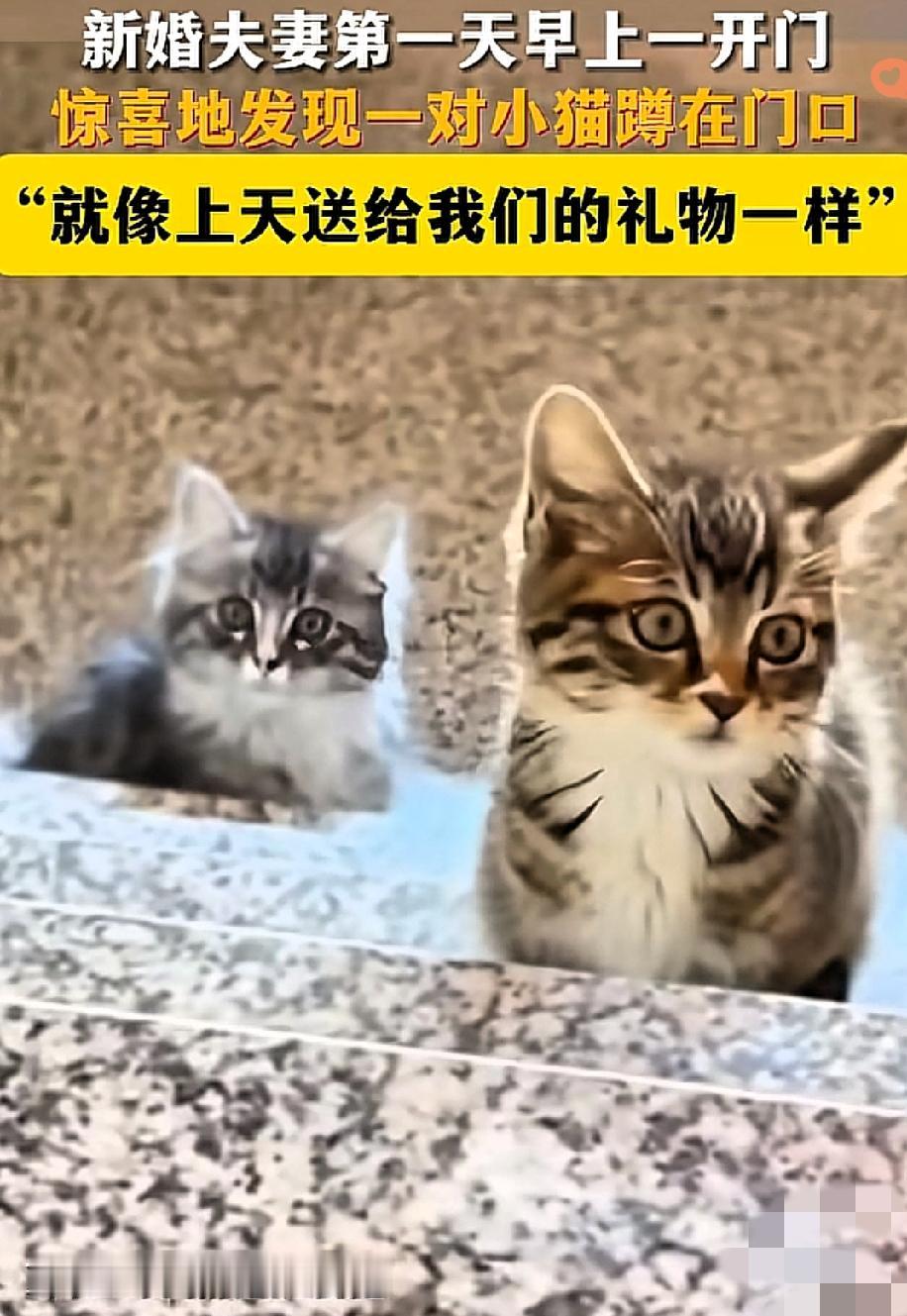 新婚遇双猫，这福气也太绝了！

绥化小夫妻新婚次日开门就撞见两只小猫蹲门口，丈夫